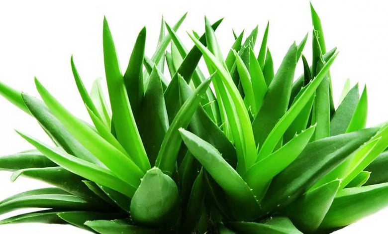 guide To Start Growing Aloe Vera Plant | https://organicgardeningeek.com