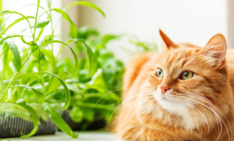 how to keep cats out of plants | https://organicgardeningeek.com