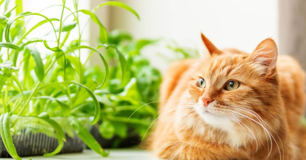Read more about the article 19 Tips On How To Keep Cats Out Of Plants Or Pots