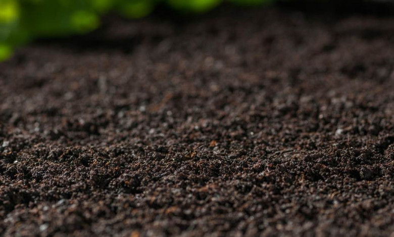 analyzing the condition of soil | https://organicgardeningeek.com