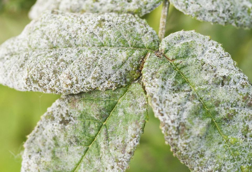 How to Prevent Growth of Powdery mildew  during summer organicgardeningeek.com