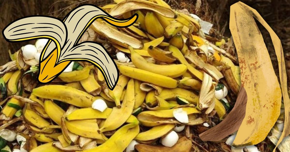 Banana peels for aphids https://organicgardeningeek.com