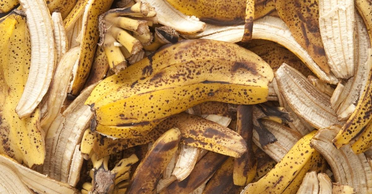 You are currently viewing Using Banana Peels in the Garden | Boost Your Plants, Fertilize And Get Rid Of Pests