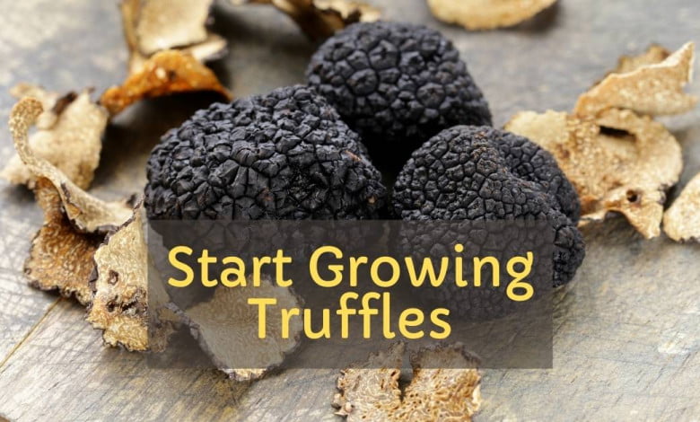 How to start growing truffles easily https://organicgardeningeek.com
