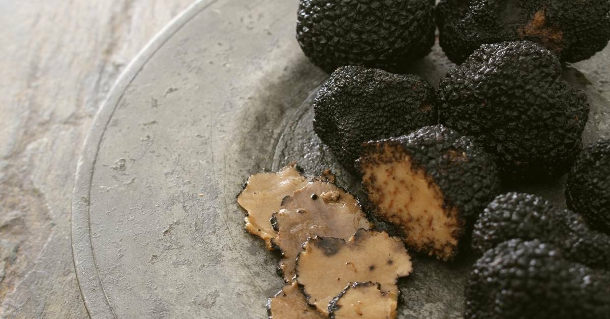 Beginners Guide To Growing Truffle easily https://organicgardeningeek.com