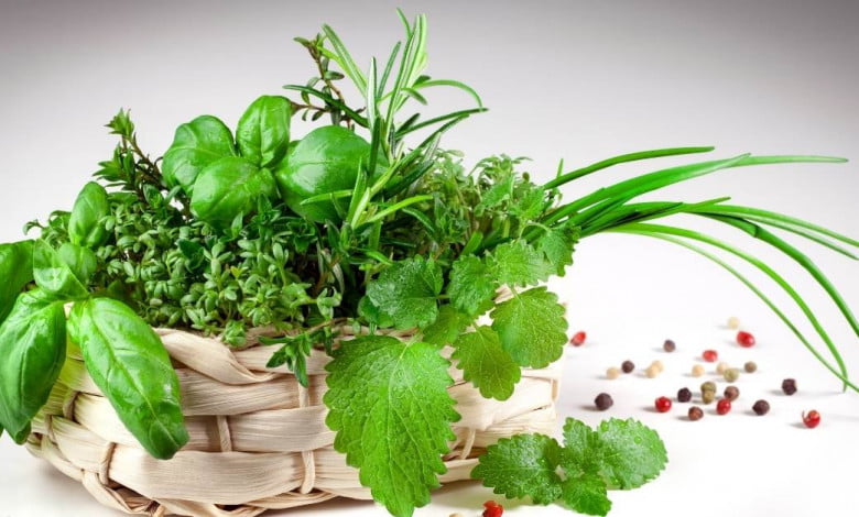 Basil herb plant - How to grow care and use basil https://organicgardeningeek.com