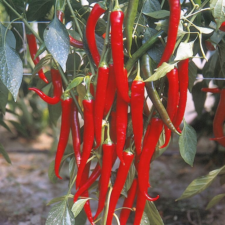 The hottest types of chili peppers to grow in the pots | fuego chili pepper https://organicgardeningeek.com