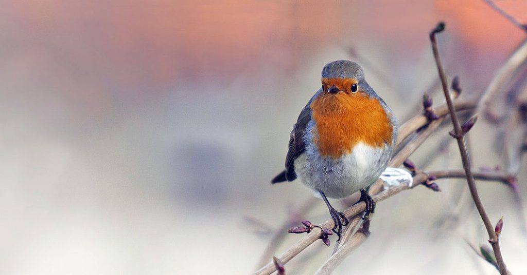 winter birding in the usa. Birding in winter is an awesome activity to observe the wild life https://organicgardeningeek.com