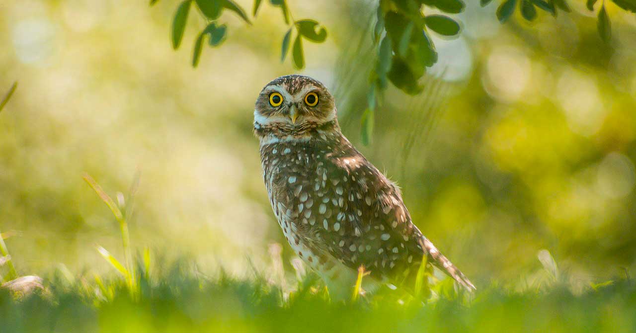 Note down your experiences on birding - owl https://organicgardeningeek.com