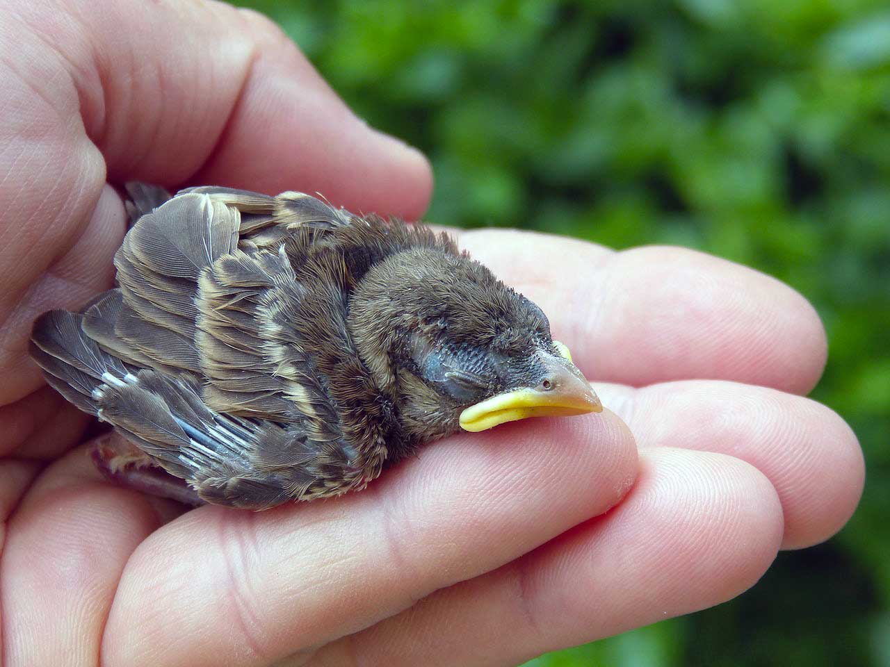 cornell lab of ornithology bird watching- bird breed https://organicgardeningeek.com