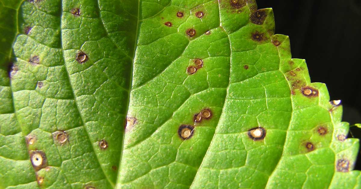 How to Recognize the Issues on Your Plants
results of diseases on plants https://organicgardeningeek.com