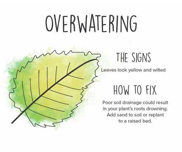 How to Diagnose Plant Problems overwatering issues on plant leaves https://organicgardeningeek.com