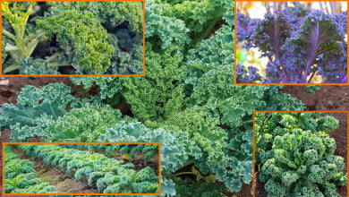 sowing kale seeds outdoors | grow kale best https://organicgardeningeek.com