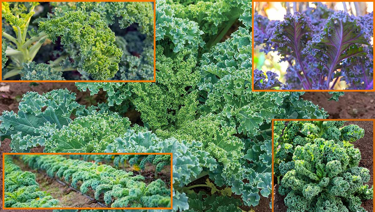 You are currently viewing 3 Ways to Grow Kale Seeds Which will Definitely Be Your Favorite