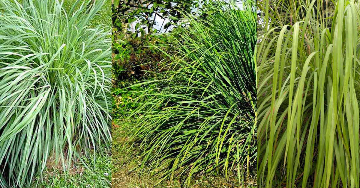 how to grow cintonella grass to repel mosquitos inforgraphic | Plants to repel mosquitos https://organicgardeningeek.com
