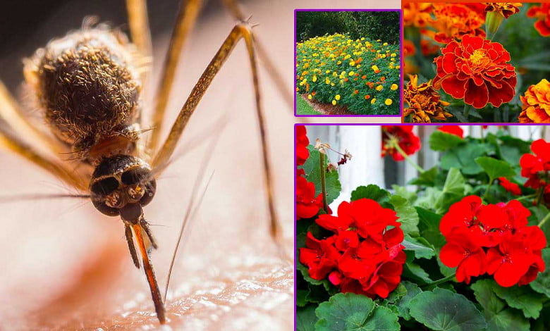 natural mosquito repellent plants infographic https://organicgardeningeek.com