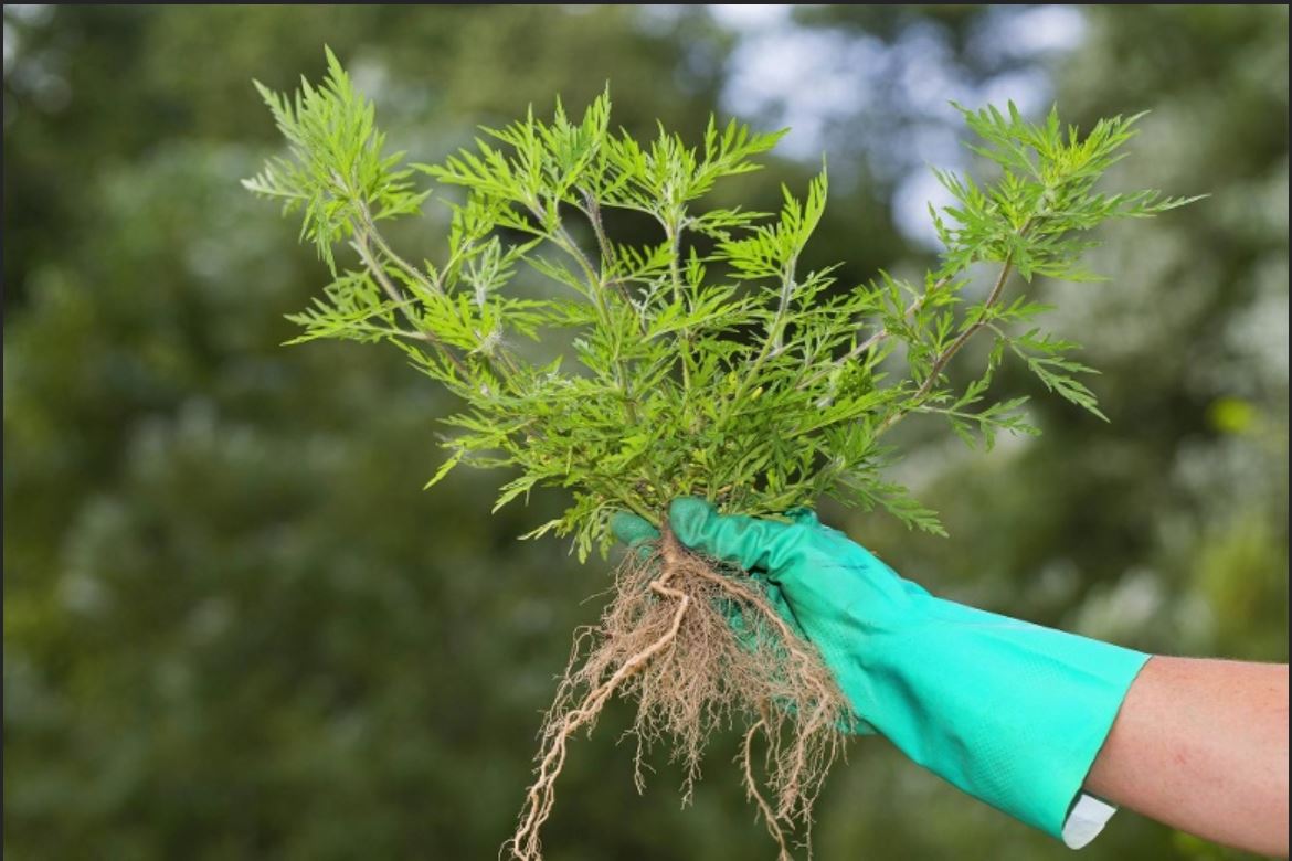 how to get rid of ambrosia in the garden https://organicgardeningeek.com