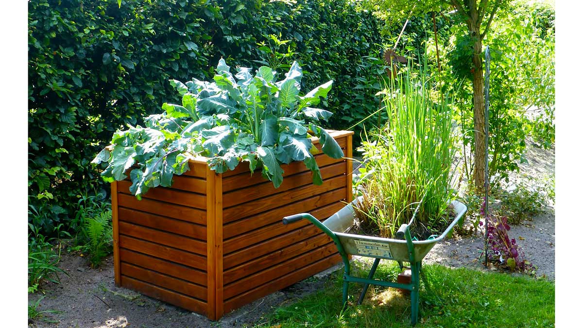 You are currently viewing Vegetables to Grow in June | You Can Still Plant These Vegetables in Raised Bed Now