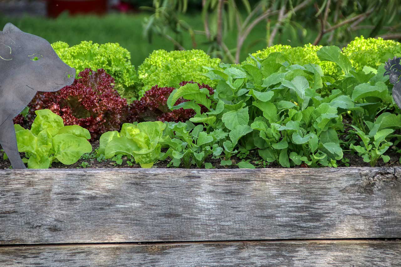 fast growing vegetables in june. Vegetables to grow in june. you can still grow these plants in your raised bed garden https://organicgardeningeek.com