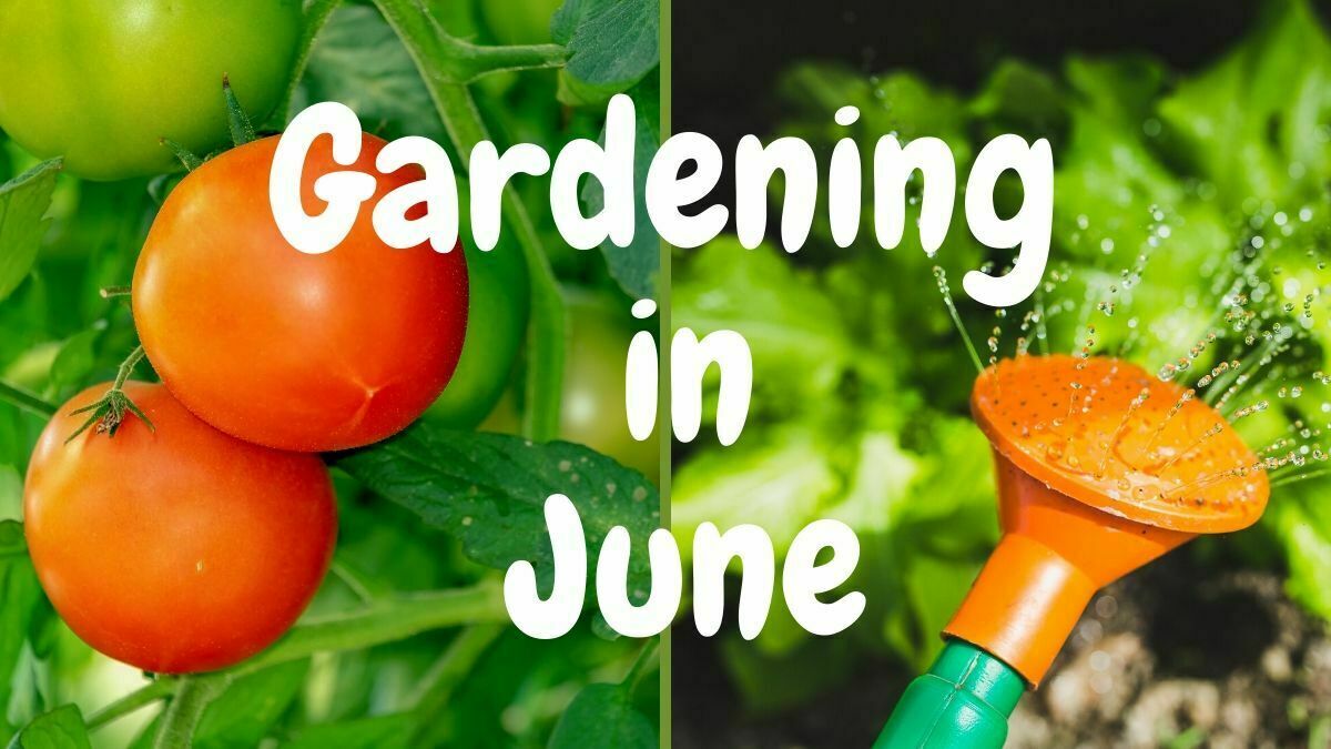 You are currently viewing 18 Tips on Gardening in June | What You Should Do Right Now