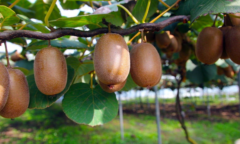 Kiwi fruit tree explained from planting to harwesting kiwifruit https://huglero.com