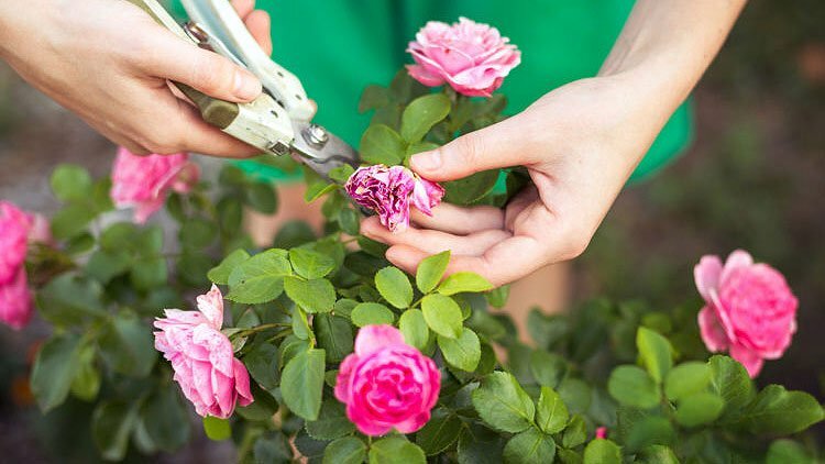 pruning faded roses and flowers in the summer https://organicgardeningeek.com