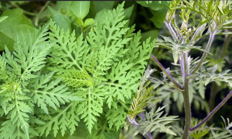 How to recognize and get rid of ambrosia ragweed https://organicgardeningeeek.com