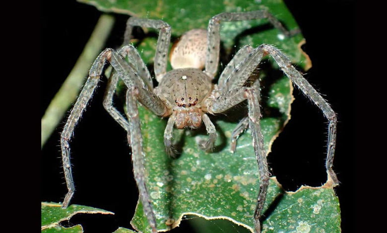 thunberga spider. the thunberga greta spider is the new species discovered https://organicgardeningeek.com
