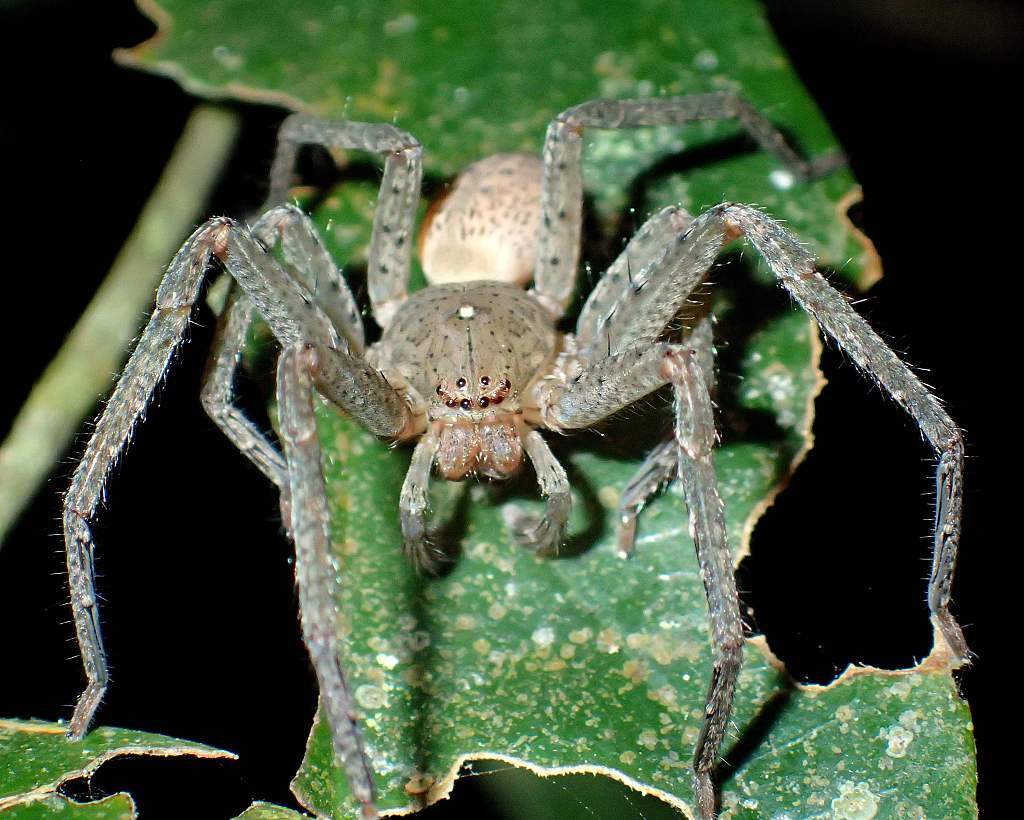 thunberga spider, with original name thunberga greta spider https://organicgardeningeek.com