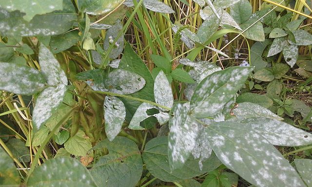 Organic crop protection | 10 simple tips with great effect how to prevent powdery mildew naturally https://organicgardeningeek.com
