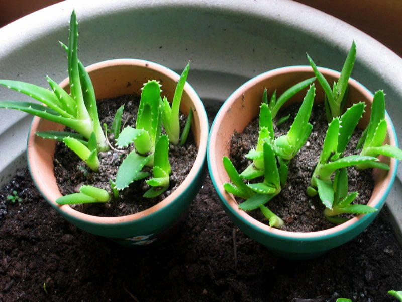 Medical use of aloe vera plant safely https://organicgardeningeek.com