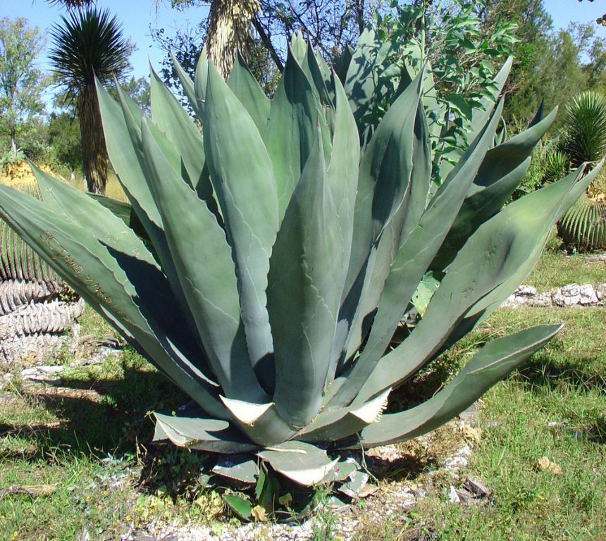 Essential points to consider while your Aloe Vera grows to ensure it's health https://organicgardeningeek.com