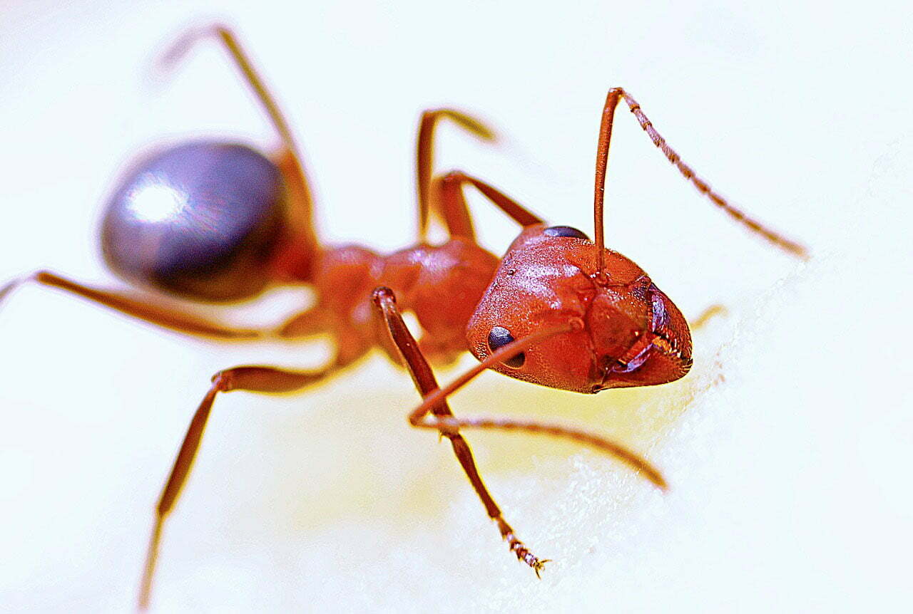 how to get rid of ants in the house? Why is borax effective for ants and other insects? https://organicgardeningeek.com
