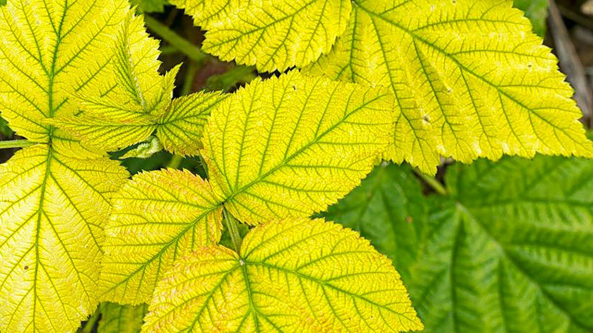 Yellow leaves on plants - how to fix yellow leaves on plants naturally https://organicgardeningeek.com