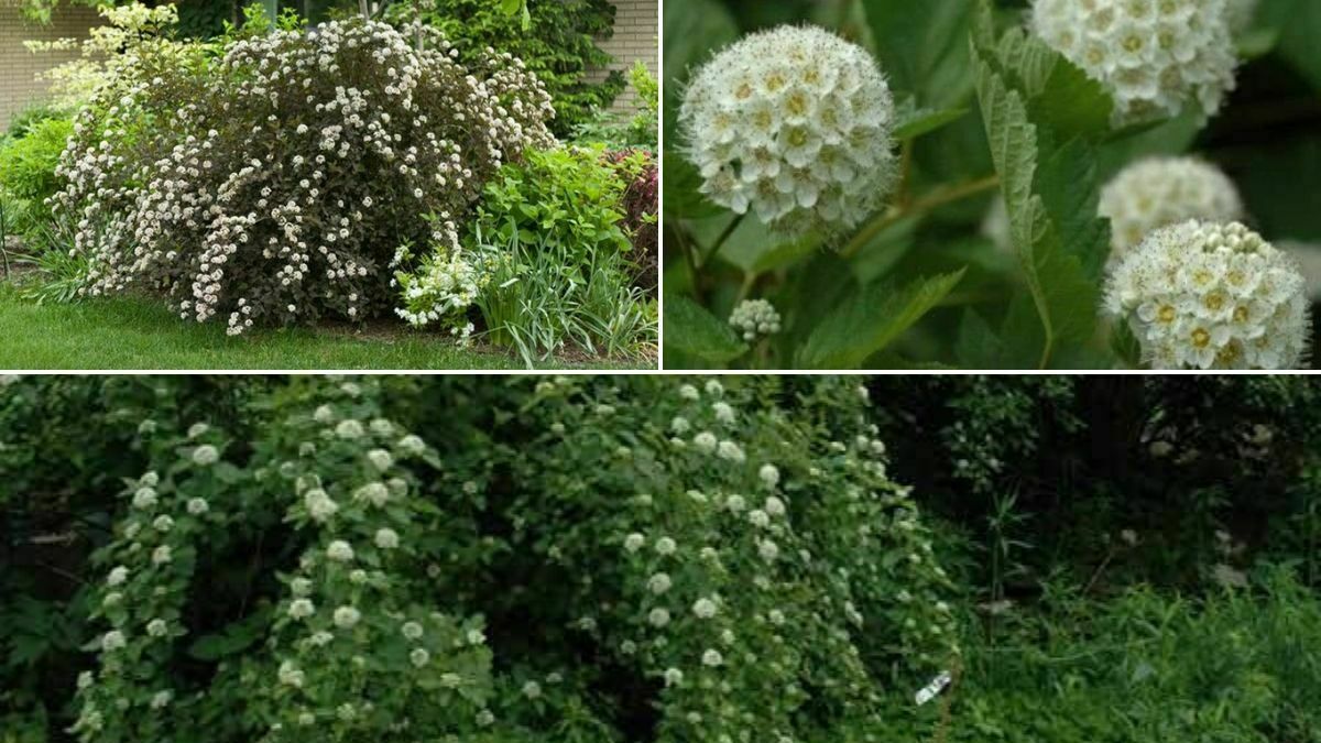 12 Best hardy hedge plants with flowers for flowering hedges. The first one is common ninebarg https://organicgardeningeek.com