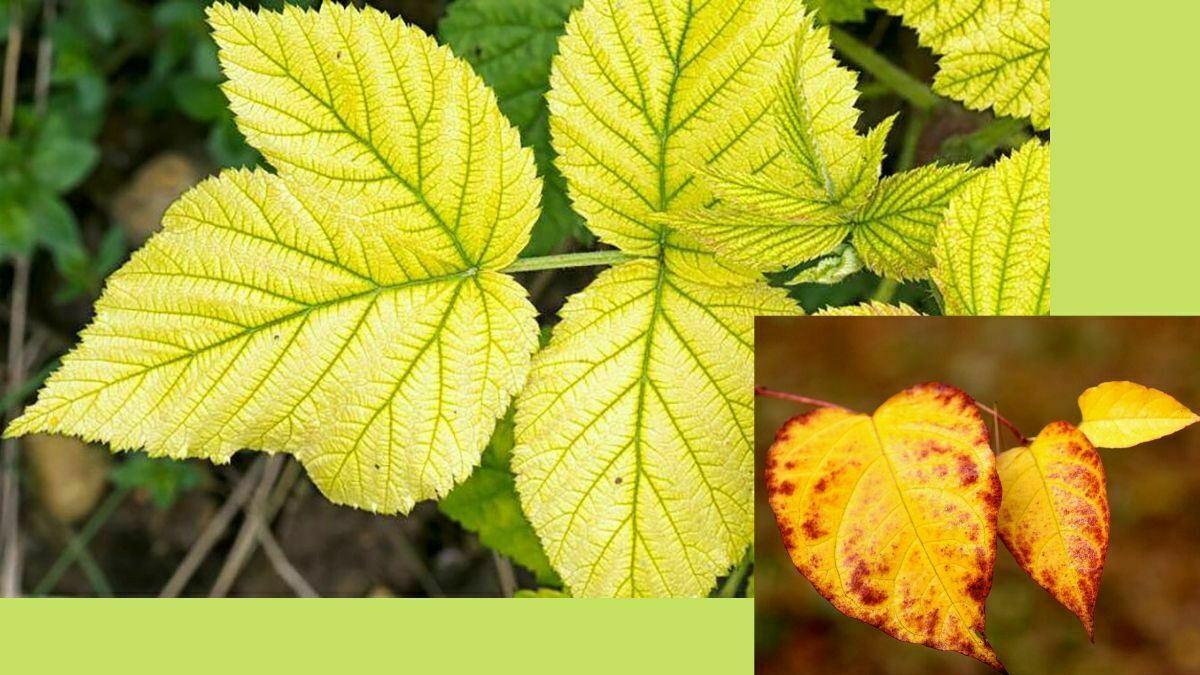 Read more about the article Yellow Leaves On Plants | A Sign of Iron Deficiency and Chlorosis