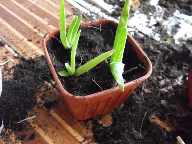 Aloe vera root cutting - growing from seed or pups https://organicgardeningeek.com