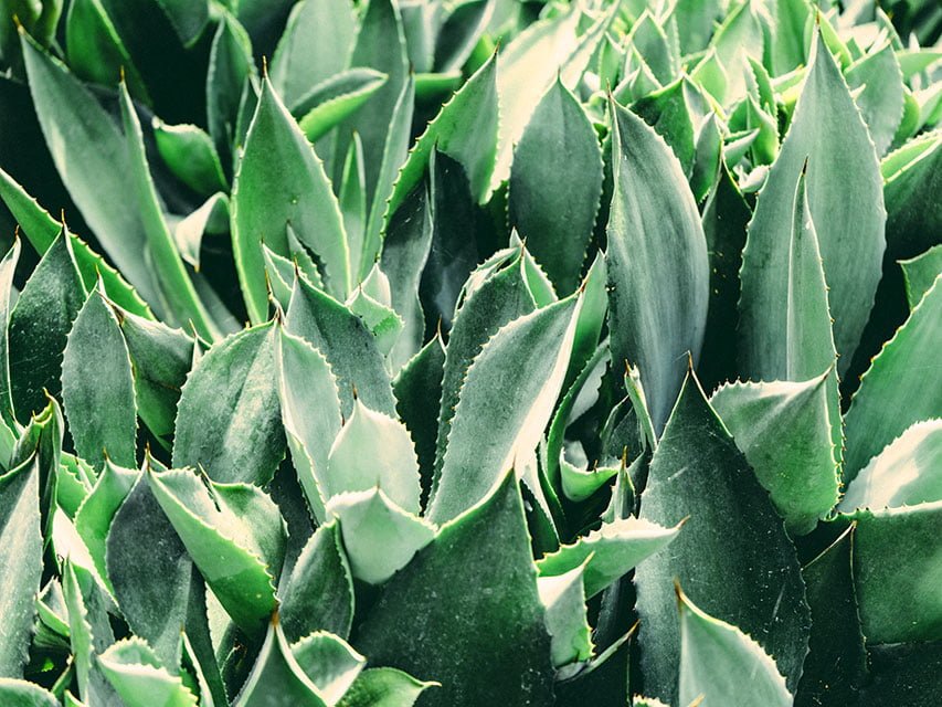 guide to start growing aloe vera plant https://organicgardeningeek.com