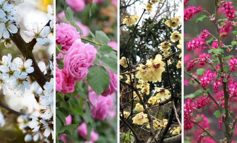 12 best hardy hedge plants with flowers for your garden https://organicgardeningeek.com