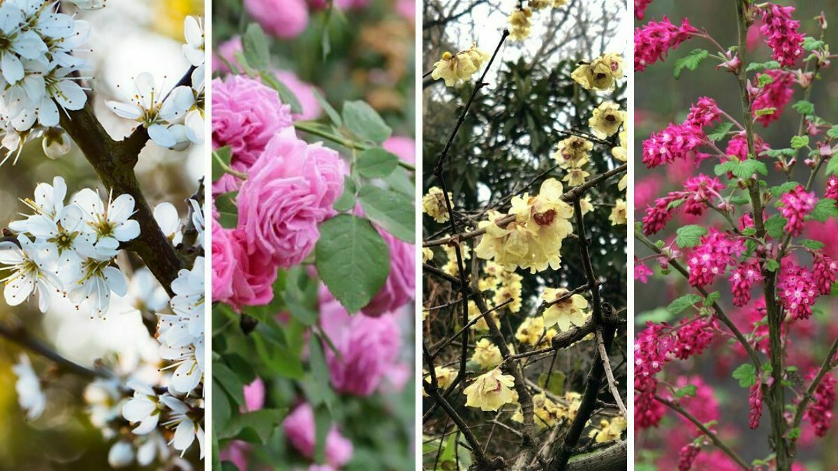 You are currently viewing Flowering hedges: 12 Best hardy hedge plants with flowers