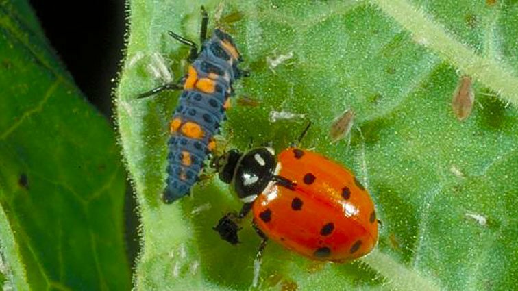 biological plant protection with ladybir larva https://organicgardeningeek.com