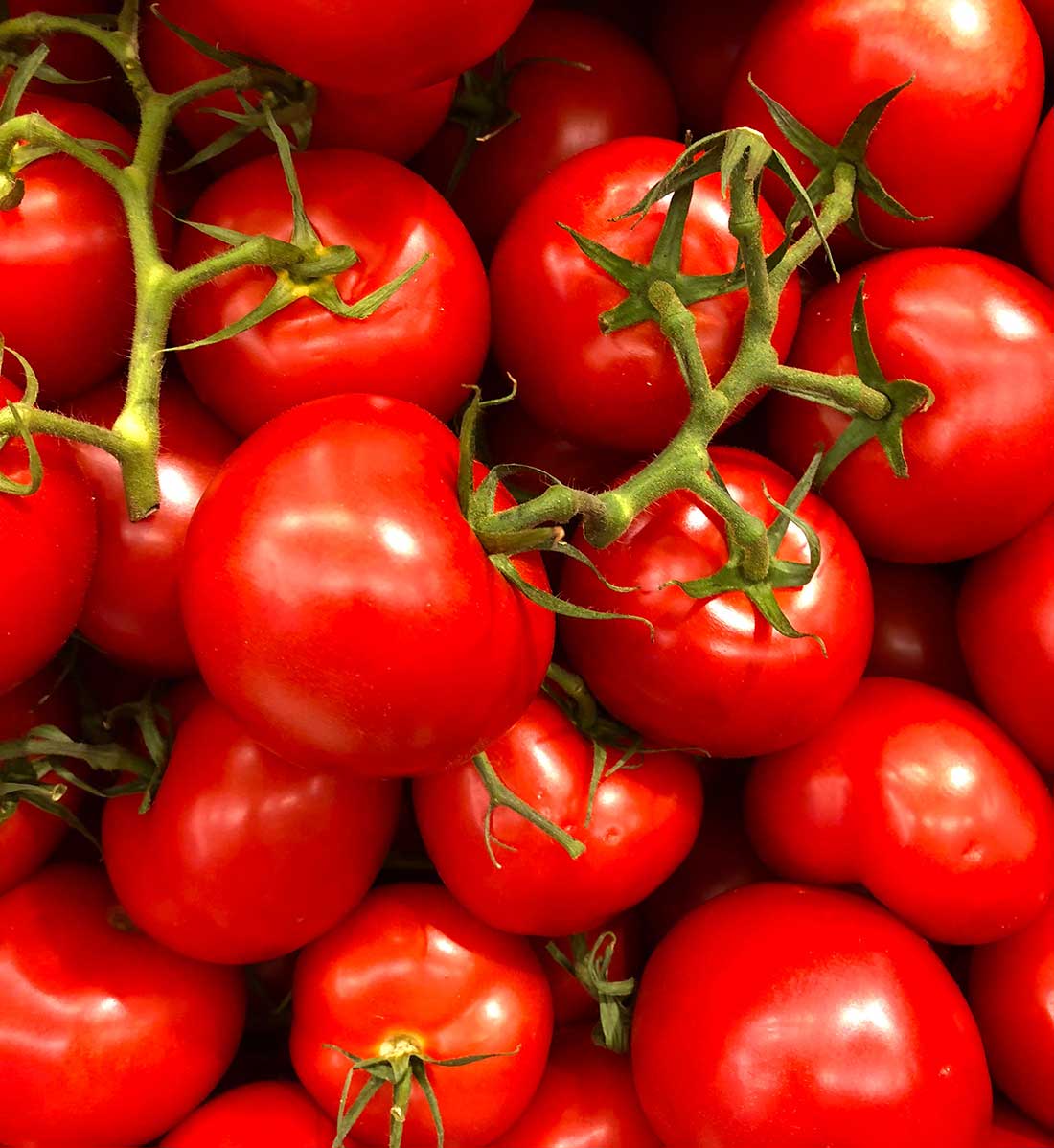 Ultimate Guide To Preparing Garden Soil For Tomatoes https://organicgardeningeek.com
