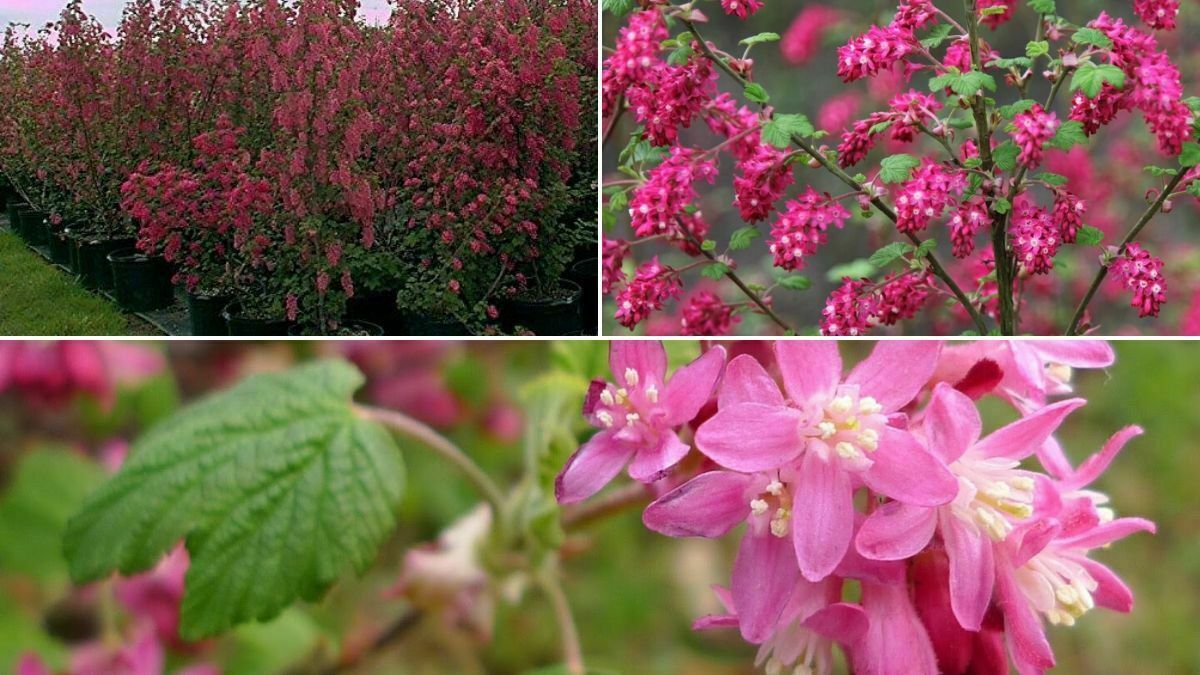 the Blood Currant, (the flowering currant, redflower currant, or red-flowering currant) [Ribes sanguineum] is onther option for flowering hedges httsp://organicgardeningeek.com