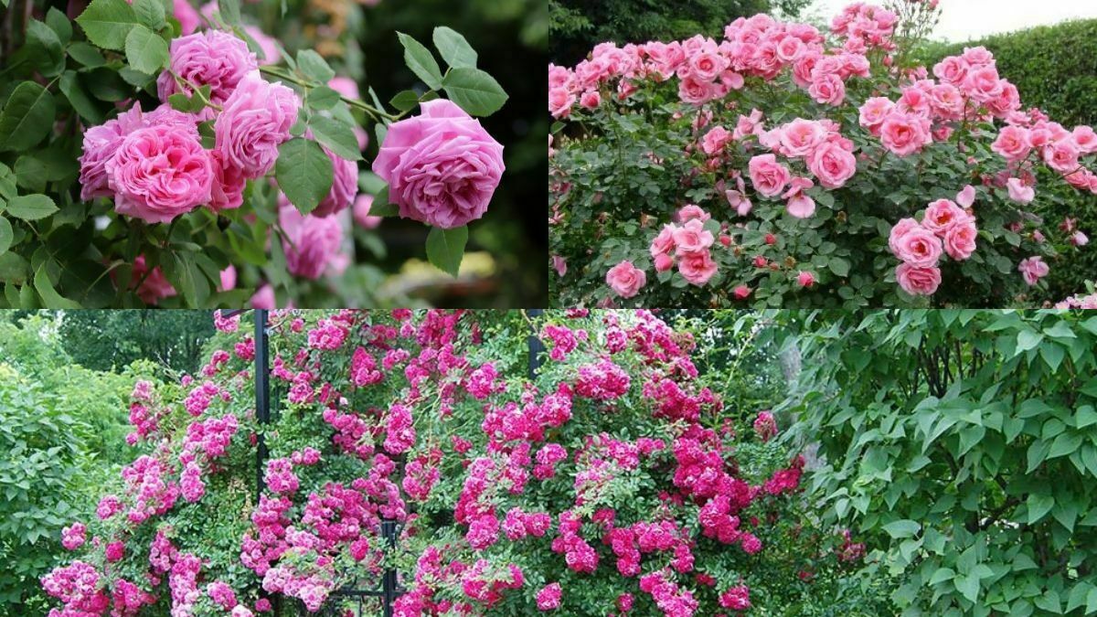 pink roses are alternative flowering hedge platn https://organicgardeningeek.com