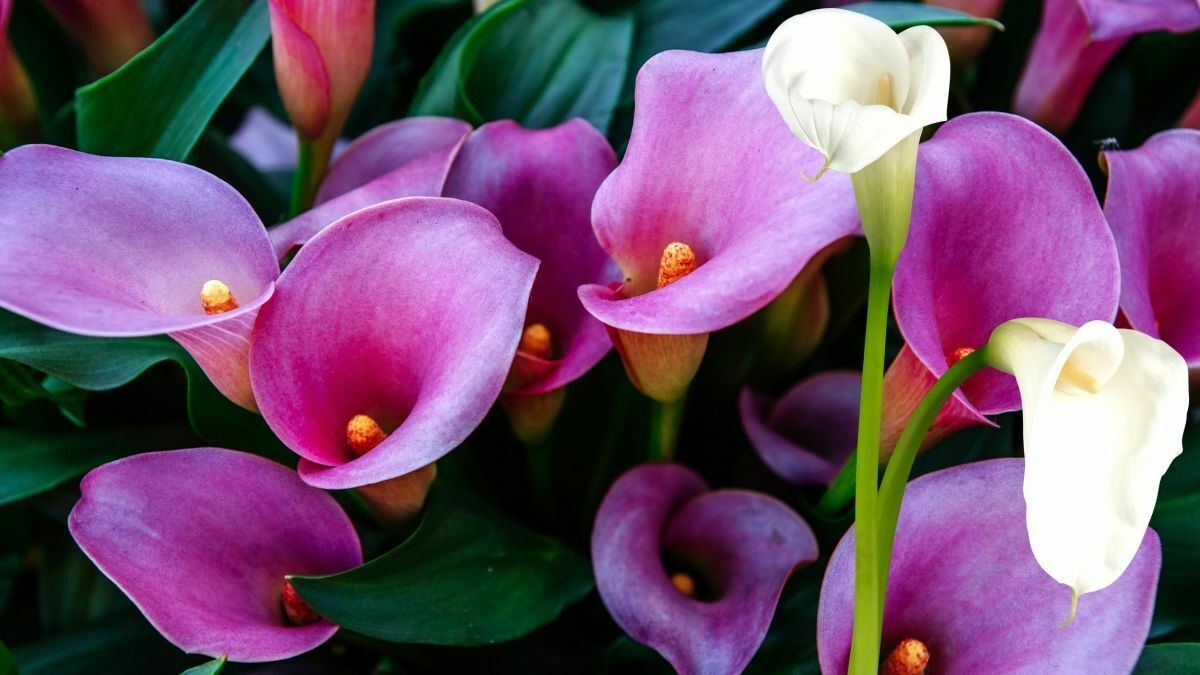 You are currently viewing Calla Lily: The Best Care Tips For Calla Houseplant