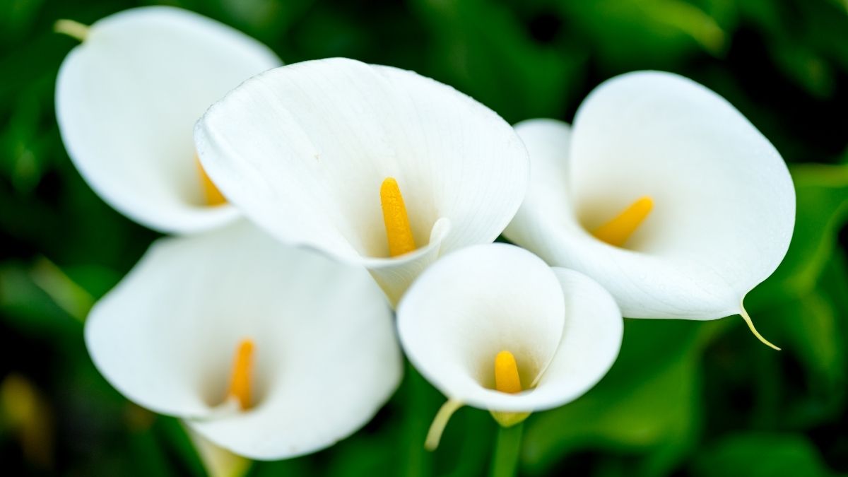 Calla lily care and protect tips. https://organicgardeningeek.com