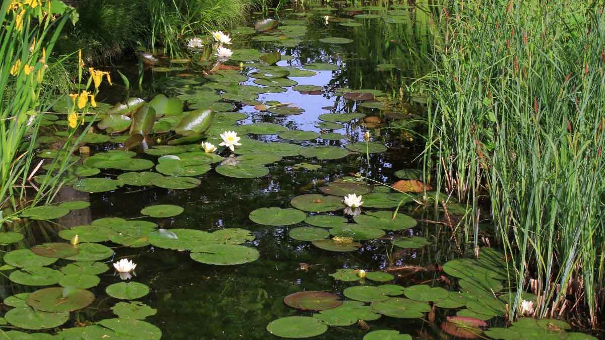 How to make a natural pond and keep it alive https://organicgardeningeek.com