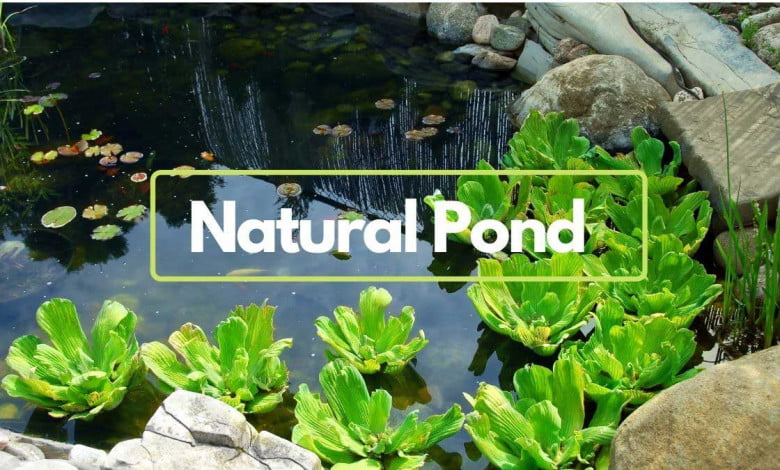 Making natural pond in the backyard https://organicgardeningeek.com