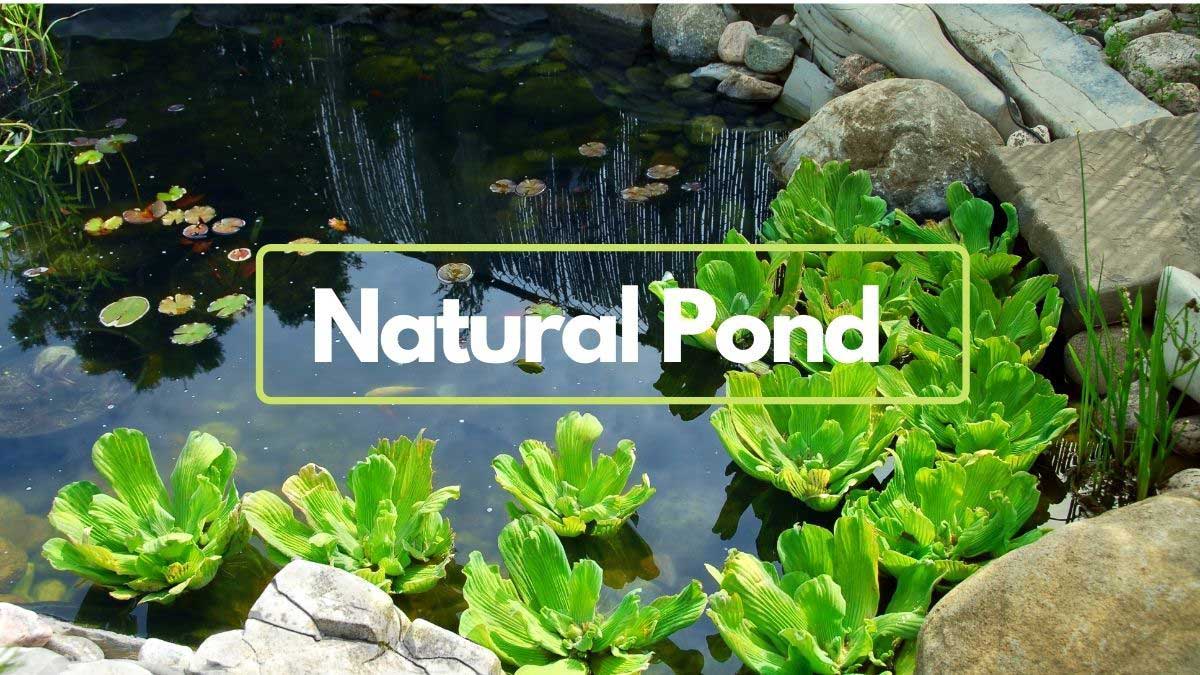 Read more about the article Is It Possible to Make a Natural pond without technology?