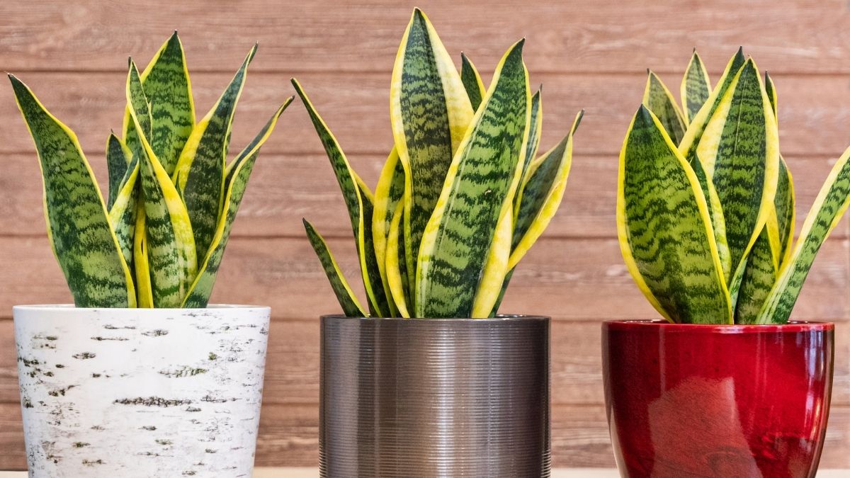 snake plant care and grow tips at home https://organicgardeningeek.com